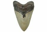 Fossil Megalodon Tooth - North Carolina #298995-1